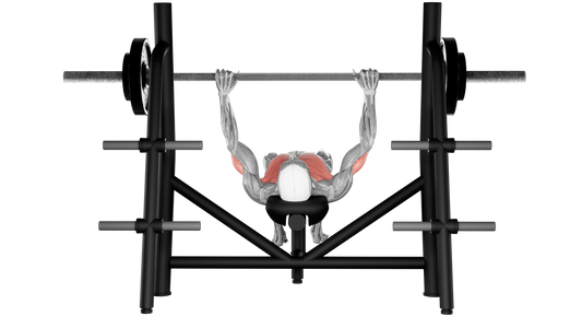 Barbell Bench Press - Front View