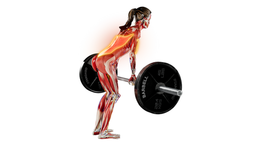 Barbell Bent Over Row