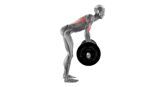 Barbell Bent Over Row