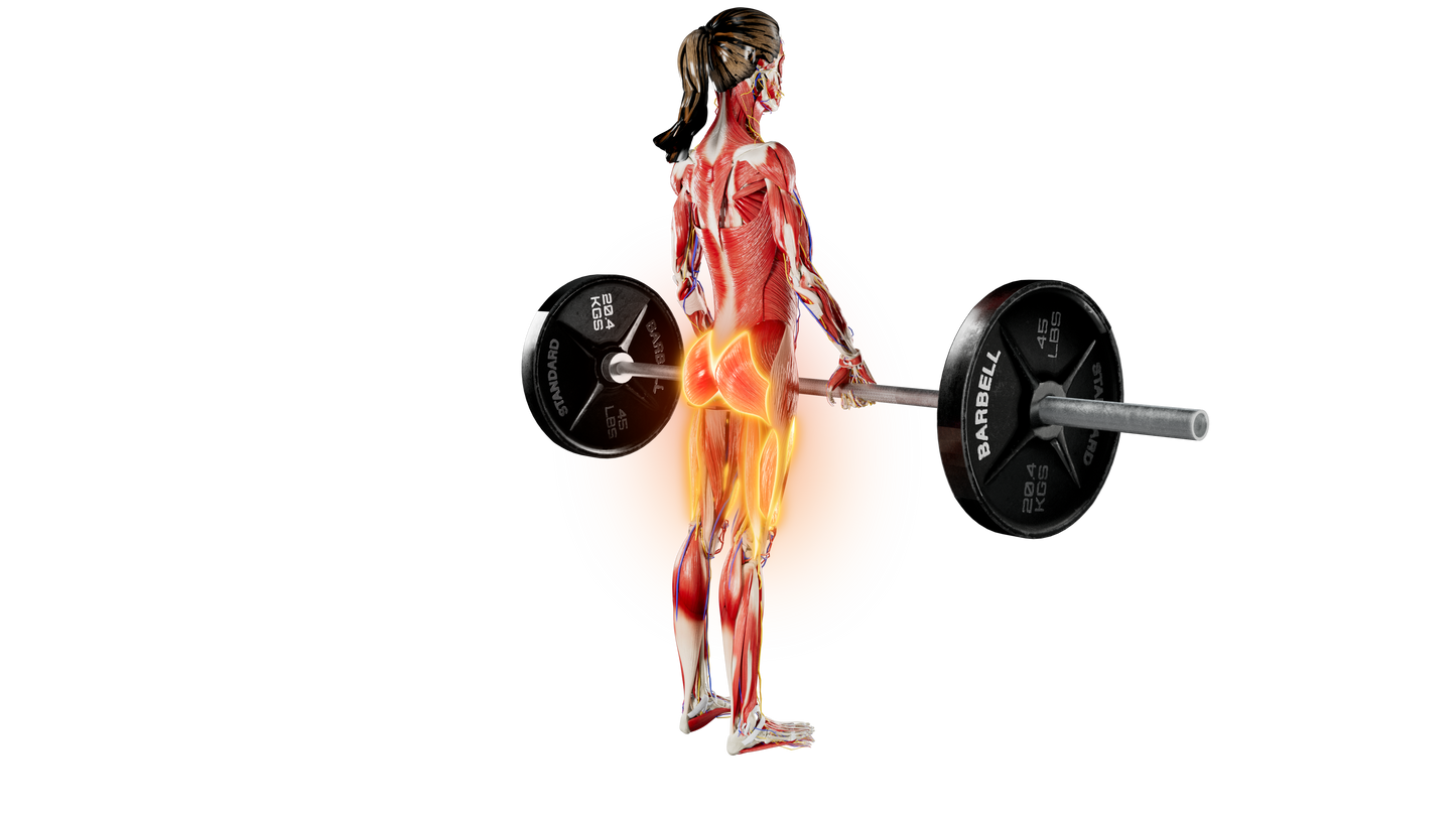 Barbell Deadlift