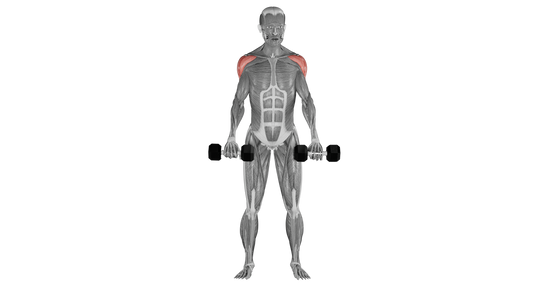 Dumbbell Front Raise